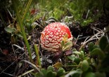 amanita muscaria