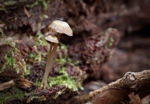 Tiny umbrellas — These looked almost ceramic