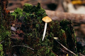 Elegant Little Orange-Capped Fungus on Moss