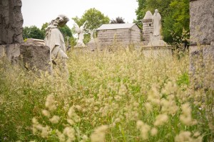 There is peace in the feral foliage.
