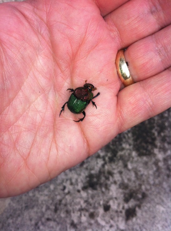 scarab
