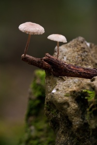 Mushrooms on the edge