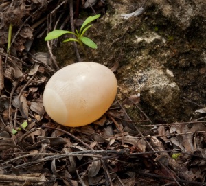 Unidentified egg