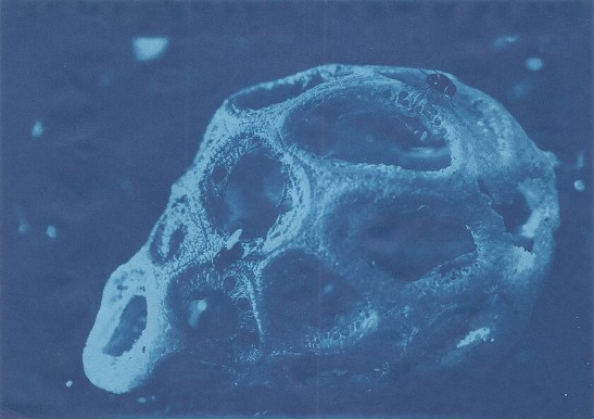 Latticed stinkhorn  (Clathrus crispus) cyanotype