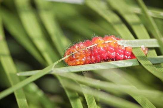 16488727756_18696e2f4b_k